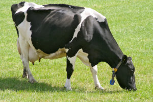 Dairy Margin Protection Program 