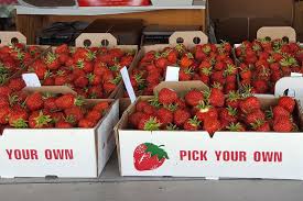 Minnesota Strawberries 