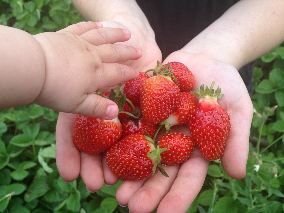 Minnesota Strawberries